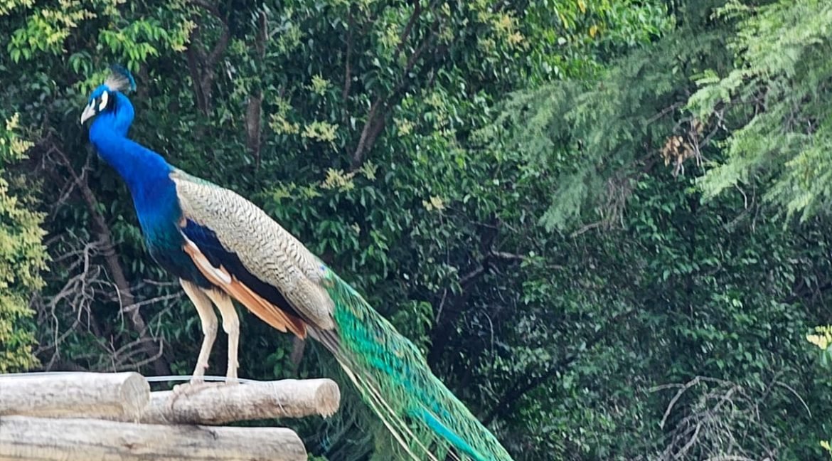 WhatsApp Image 2026-03-02 at 18.42.49